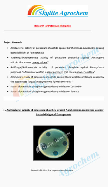 Bacterial-Blight Research