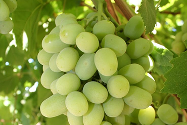 Grapes